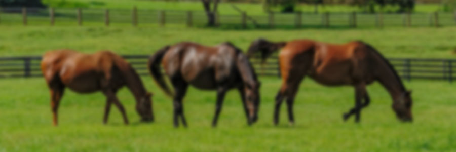 Equine Production Systems