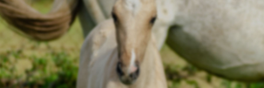 Breeding and Rearing