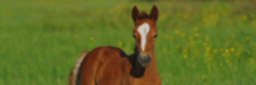 Breeding and rearing