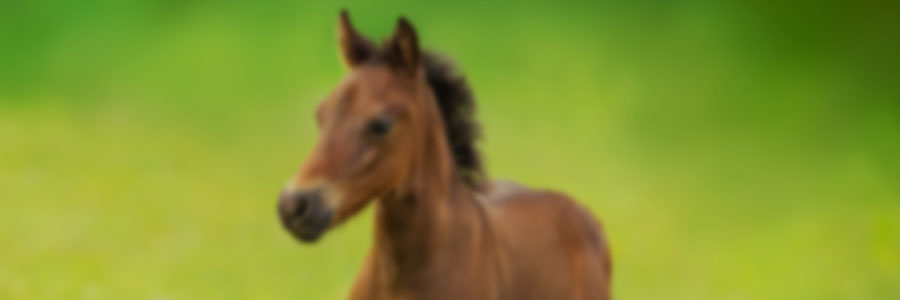 Breeding and Rearing 1