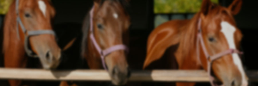 Breeding and Rearing 2