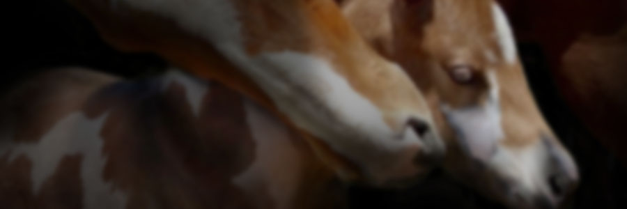 Reproductive Management