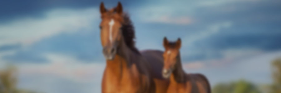 Reproductive Management