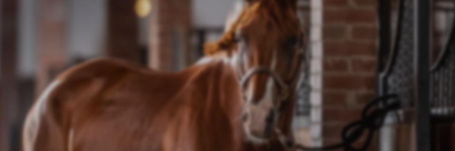 Equine facilities