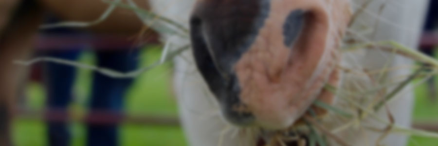 Nutrition and Feeding