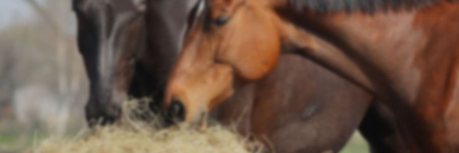 Nutrition and Feeding