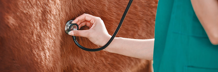 Ambulatory equine medicine and pediatrics