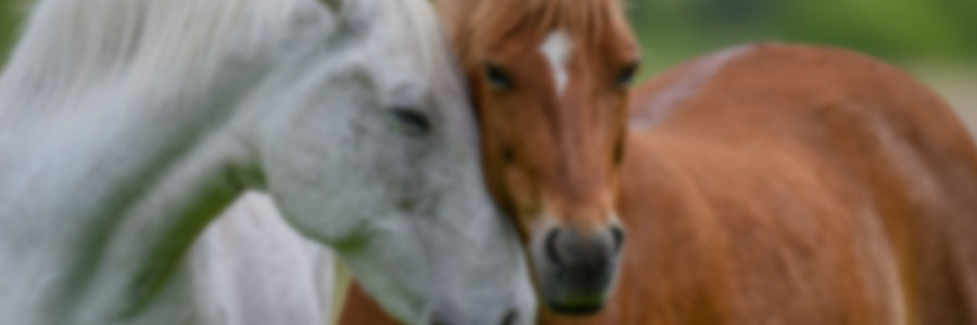 Horse behavior and welfare