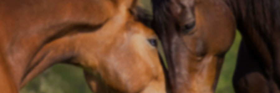 Behavior and Well-being