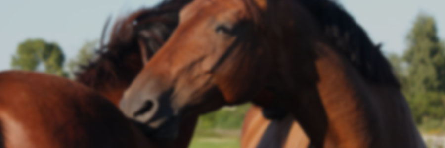 Behavior and Well-being