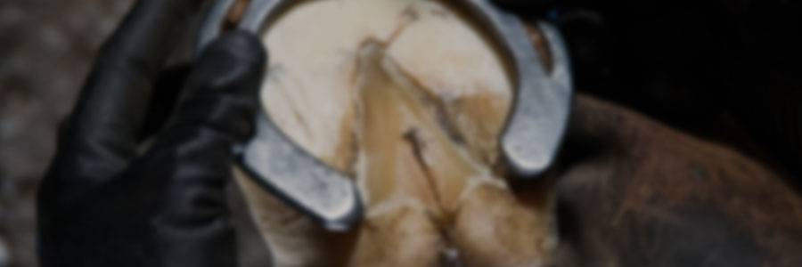 Hoofing and Shoeing in Production Systems