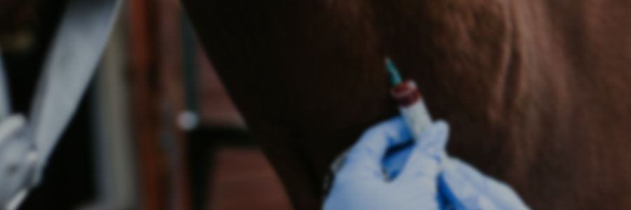 Outpatient Equine Medicine and Neonatology