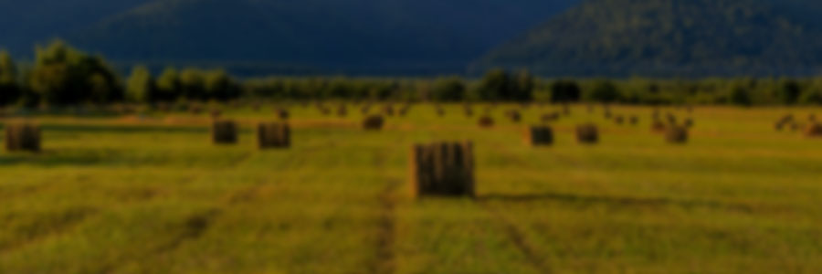 Forage Production and Management