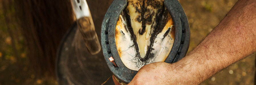 Hoof Management and Therapeutic Shoeing in Equines