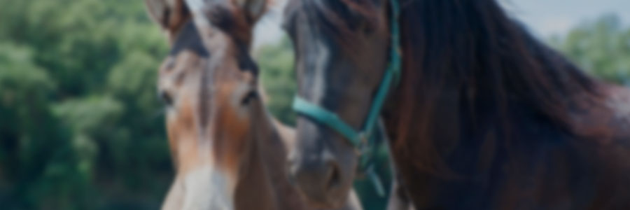 Domestic equines