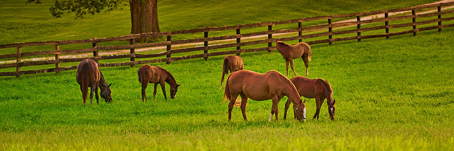 Primera Jornada en Producción Equina