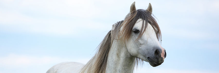 Ovulation and Cyclicity Disorders: Clinical Cases