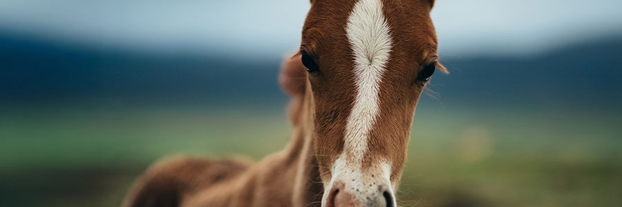 Clinical Management of Rhodococcus equi in Stud Farms