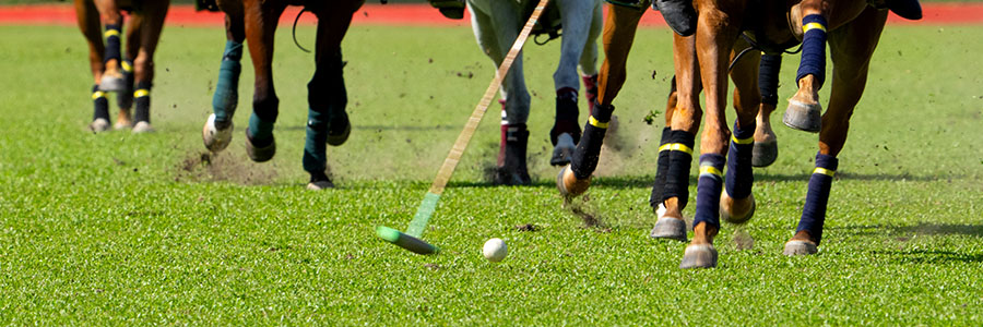 Using Genomics in Polo Horse Improvement: How the Best Horses Tell Us Their Secrets and How to Harness Them