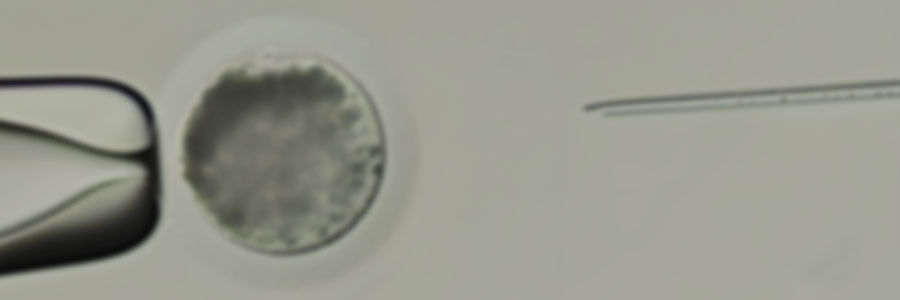 Impact and Challenges of In Vitro Embryo Production