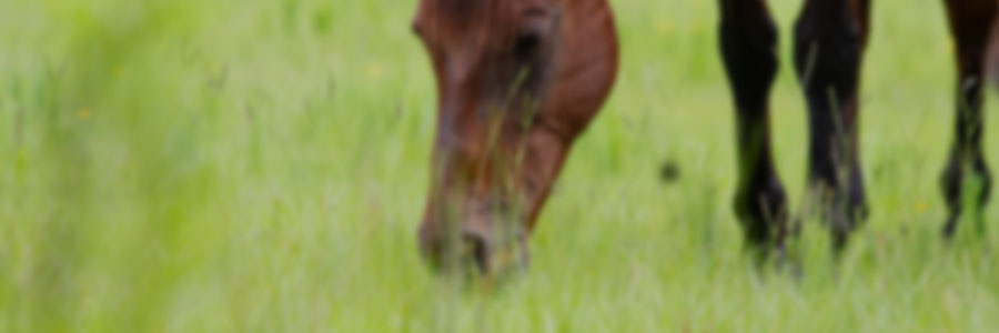 Gestión nutricional en los equinos: alimentación estratégica en diferentes etapas de la producción