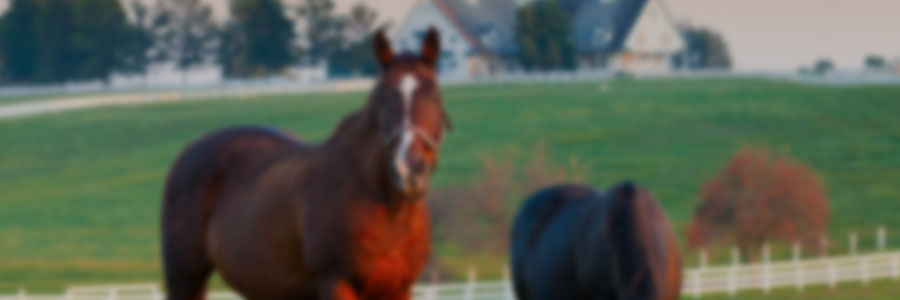 Balance alimentario en sistemas pastoriles