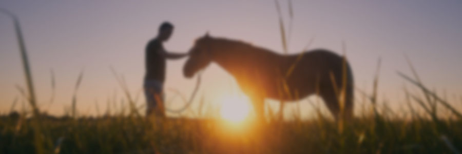 Fundamentals of intelligent horsemanship