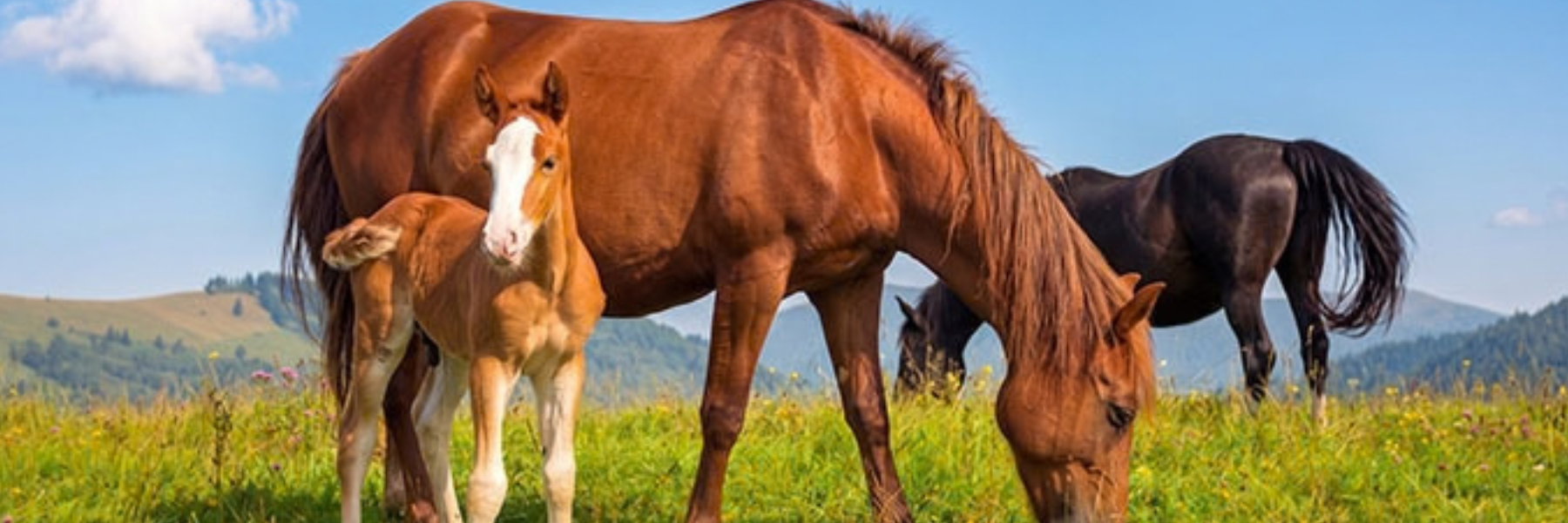 III International Conference on Equine Production – 2026