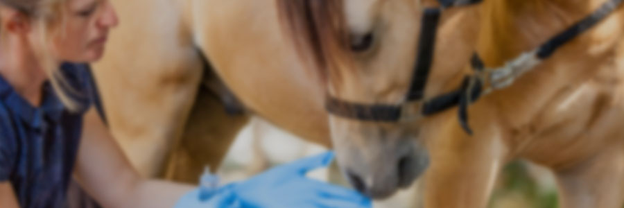 Biosecurity in equine practice
