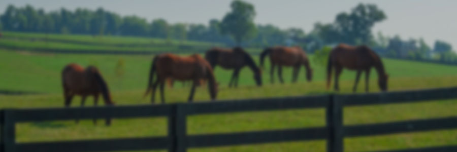 Gestión integral de sistemas de producción: sistemas pastoriles para equinos​