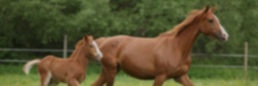 ¿Dónde producimos?: Sistemas pastoriles y semi-pastoriles en la producción y cría de caballos