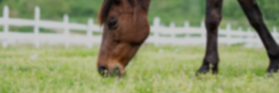Puntos críticos en la cría de caballos - Preñez: pérdidas y efectos epigenéticos (a largo plazo)