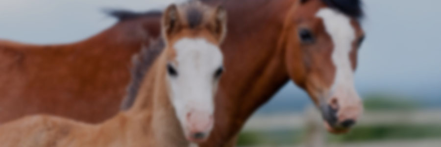 Critical Issues in Horse Breeding - Breeding and Rearing: Irreparable Mistakes