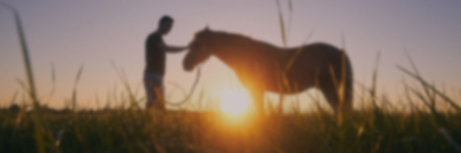 Critical Issues in Horse Breeding | Riding and Training: Survival and Improvisation
