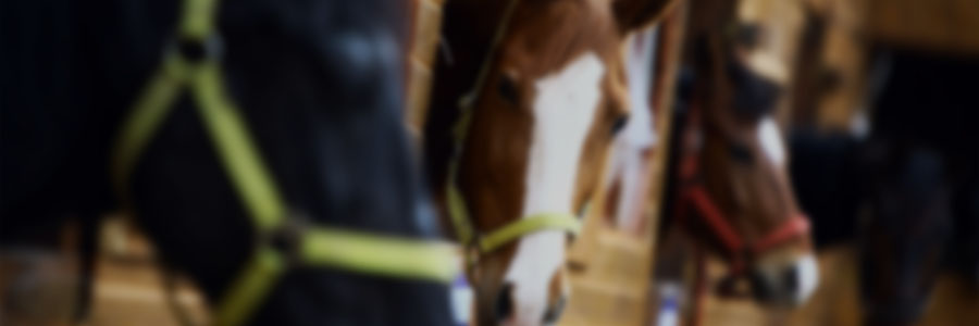 Horse production systems