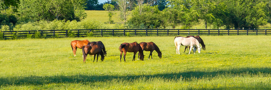 Pastoral and semi-pastoral systems in horse production