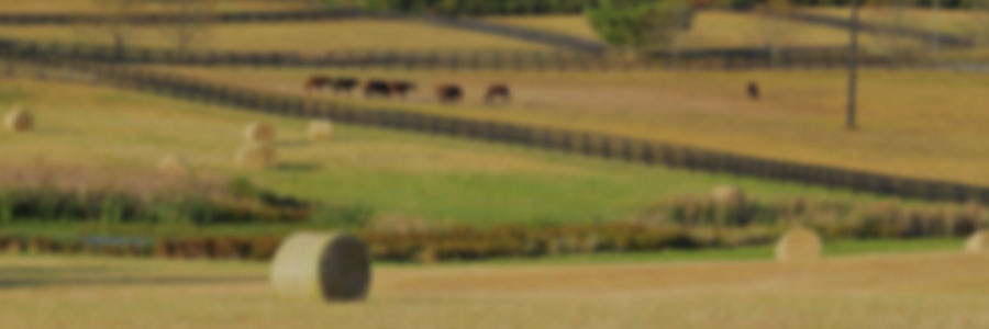 Producción y conservación de forrajes para equinos