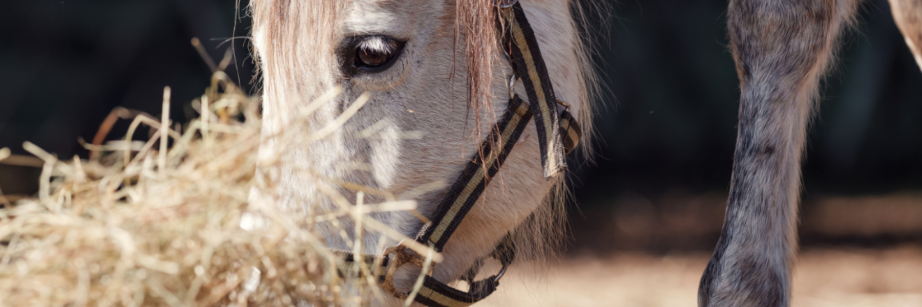 Haylage for horses: benefits and key points for use