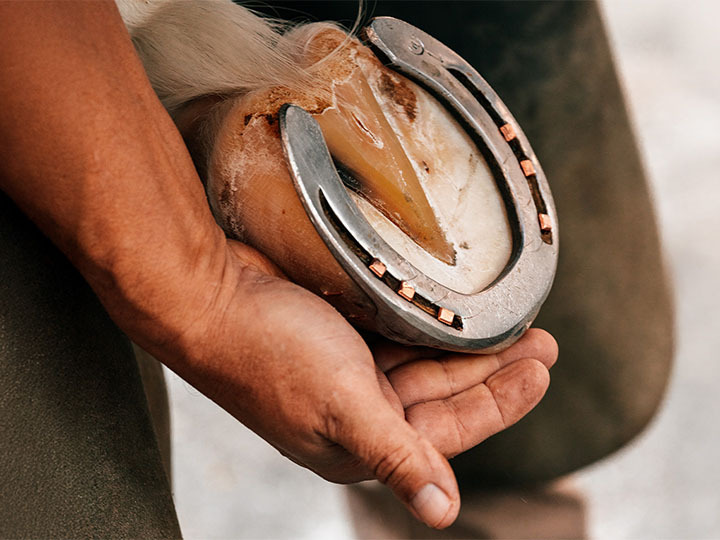 When the problem starts in the hoof: common mistakes with horses in training