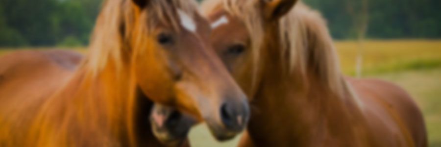 Atención de emergencias reproductivas en machos y hembras