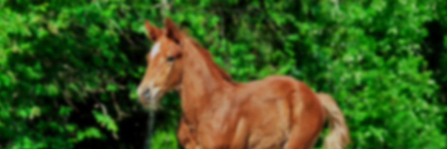 Fundamentos del crecimiento en potrillos
