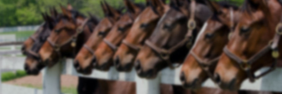 Estrategias para optimizar el desarrollo de los potrillos