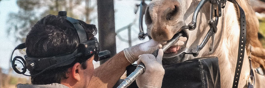 Odontología en sistemas productivos equinos: diagnóstico, prevención y manejo de patologías buco-dentales