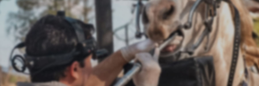 Dentistry in Production Systems