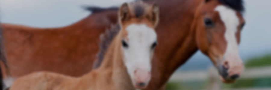 Manejo pediátrico avanzado