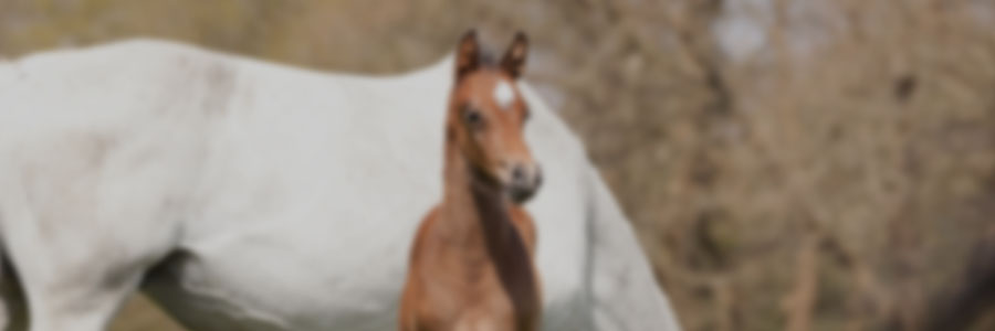 Comprehensive clinical approach to the sick foal
