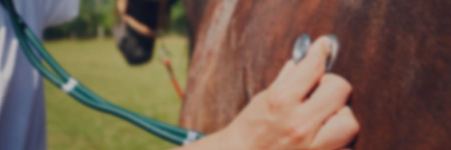 Manejo de emergencias en medicina equina