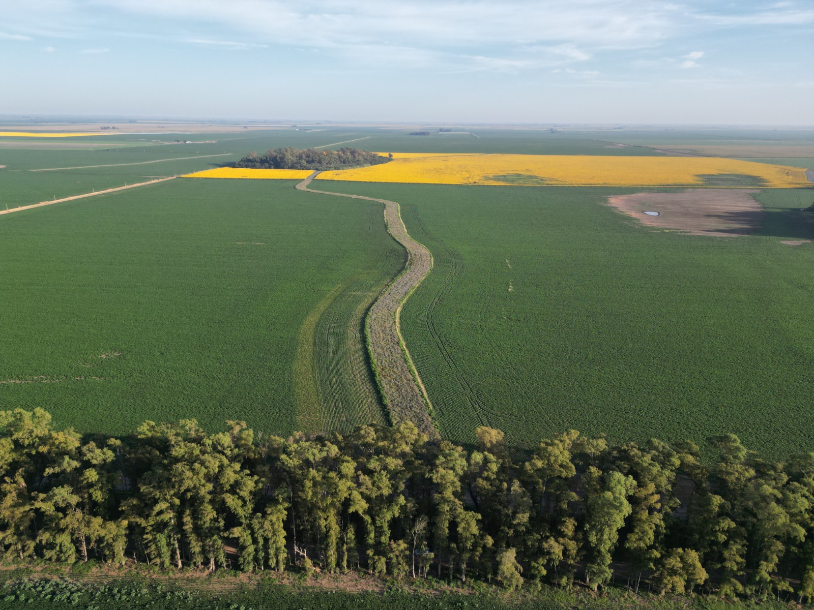 Impact of crops on cover crops in agricultural and mixed sequences