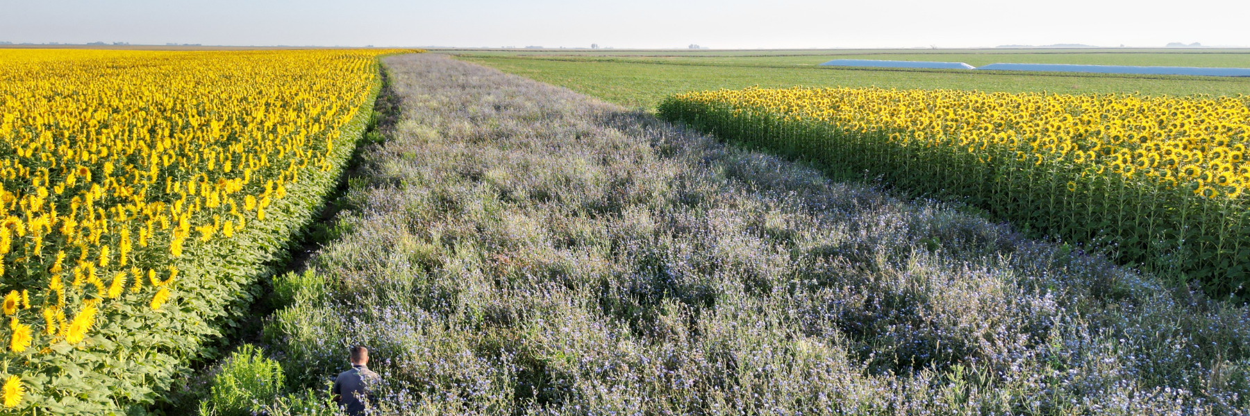 Agriculture and biodiversity: transforming production through conservation