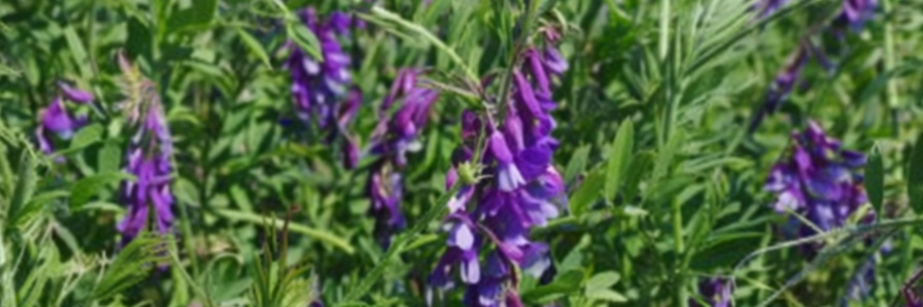 Keys to the transition from agro-industrial agriculture towards regenerative agriculture